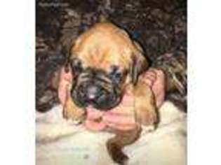Boxer Puppy for sale in Chancellor, AL, USA