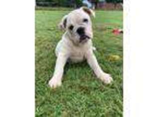 Bulldog Puppy for sale in Bowling Green, KY, USA