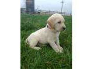 Labrador Retriever Puppy for sale in Stronghurst, IL, USA