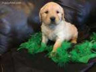 Golden Retriever Puppy for sale in Tahlequah, OK, USA