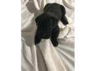 Great Dane Puppy for sale in Houston, TX, USA