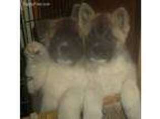 Akita Puppy for sale in Mindoro, WI, USA