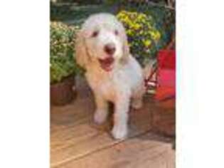 Goldendoodle Puppy for sale in Adams Run, SC, USA