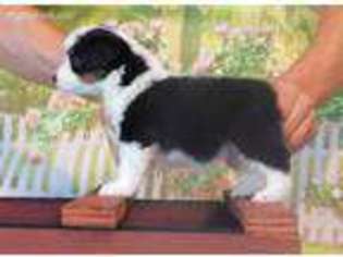Miniature Australian Shepherd Puppy for sale in Garysburg, NC, USA