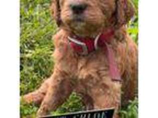 Goldendoodle Puppy for sale in Levittown, PA, USA