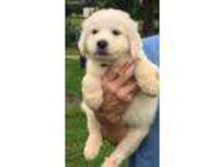 Great Pyrenees Puppy for sale in Ripley, TN, USA