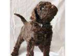 Medium Photo #1 Australian Labradoodle Puppy For Sale in KIRKLAND, WA, USA