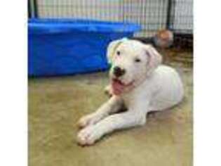 Dogo Argentino Puppy for sale in Huffman, TX, USA