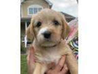 Labradoodle Puppy for sale in Washington, MO, USA