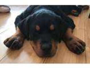 Rottweiler Puppy for sale in Leesburg, VA, USA