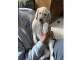 Labradoodle Puppy for sale in North East, MD, USA