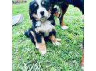 Bernese Mountain Dog Puppy for sale in Cuba, NY, USA