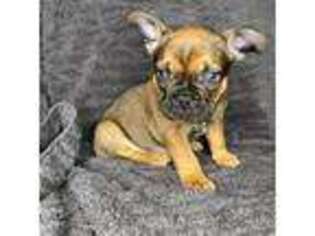 French Bulldog Puppy for sale in Jacksonville, NC, USA