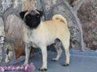 Pug Puppy for sale in Houston, MO, USA