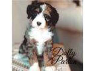 Bernese Mountain Dog Puppy for sale in Jackson, MO, USA
