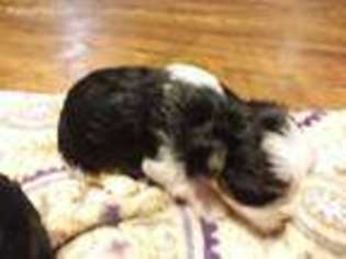 Biewer Terrier Puppy for sale in Corinth, MS, USA