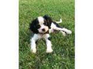 Cavalier King Charles Spaniel Puppy for sale in Jefferson, GA, USA