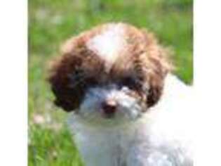 Mutt Puppy for sale in Sedalia, MO, USA