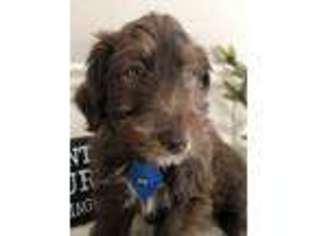 Mutt Puppy for sale in Bethany, MO, USA