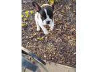 French Bulldog Puppy for sale in Mound Valley, KS, USA