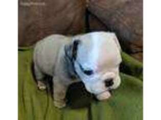 Bulldog Puppy for sale in Holden, MO, USA
