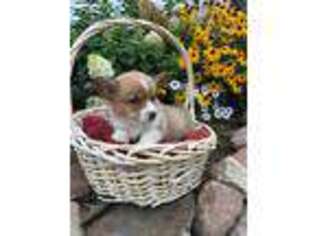 Pembroke Welsh Corgi Puppy for sale in Owen, WI, USA