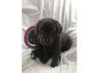 Labrador Retriever Puppy for sale in Reno, NV, USA