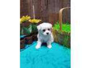 Maltese Puppy for sale in Sugarcreek, OH, USA