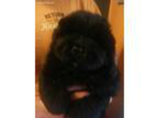 Chow Chow Puppy for sale in Knoxville, TN, USA