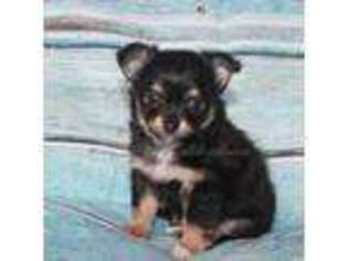 Chihuahua Puppy for sale in Wakarusa, IN, USA