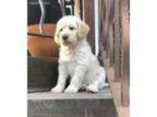 Labradoodle Puppy for sale in Bonita, CA, USA