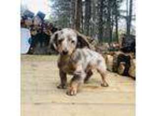 Dachshund Puppy for sale in Valley Head, AL, USA