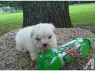 Mal-Shi Puppy for sale in PARAGOULD, AR, USA