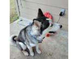 Siberian Husky Puppy for sale in Buda, TX, USA