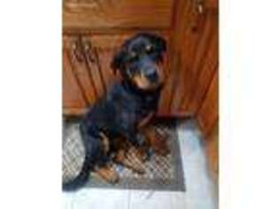 Rottweiler Puppy for sale in Dubuque, IA, USA