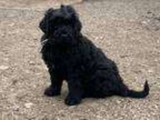 Black Russian Terrier Puppy for sale in Hancock, NY, USA