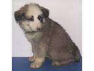 German Shepherd Dog Puppy for sale in Logansport, IN, USA