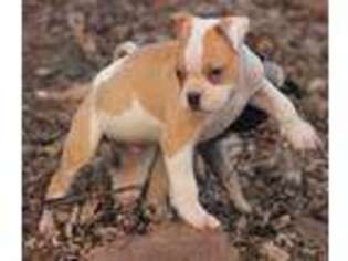 American Bulldog Puppy for sale in Wrightsville, PA, USA