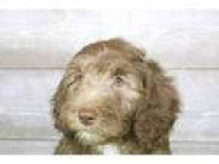 Labradoodle Puppy for sale in Alto, GA, USA