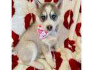 Siberian Husky Puppy for sale in Belvidere, IL, USA