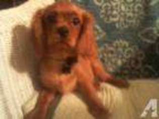 Cavalier King Charles Spaniel Puppy for sale in CATHLAMET, WA, USA