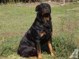 Rottweiler Puppy for sale in SALLISAW, OK, USA
