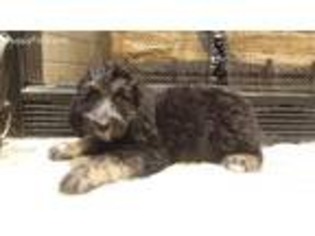Labradoodle Puppy for sale in Crestview, FL, USA