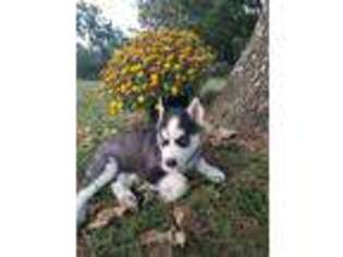 Siberian Husky Puppy for sale in Mountain Grove, MO, USA