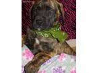 Mastiff Puppy for sale in Colchester, IL, USA