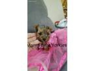 Yorkshire Terrier Puppy for sale in Saint Joseph, MO, USA