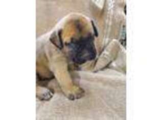 Bullmastiff Puppy for sale in Chesterton, IN, USA