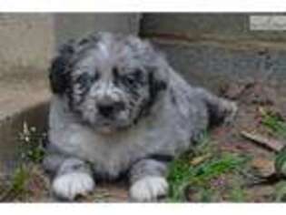 Miniature Australian Shepherd Puppy for sale in Winston Salem, NC, USA
