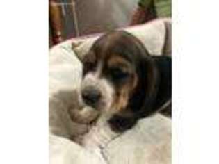 Basset Hound Puppy for sale in Omaha, AR, USA