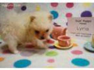 Pomeranian Puppy for sale in Lufkin, TX, USA